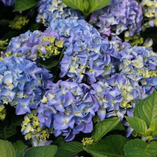 Hydrangea macrophylla 'Early Blue' - Suurelehine hortensia 'Early Blue' C1/1L